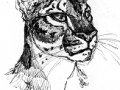 syn-Cloudcatman.jpg